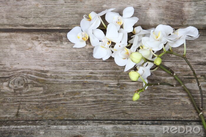 Fototapete Weiße Orchidee auf Holz