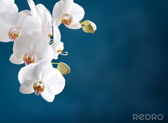 Fototapete Weiße Orchidee auf marineblauem Hintergrund
