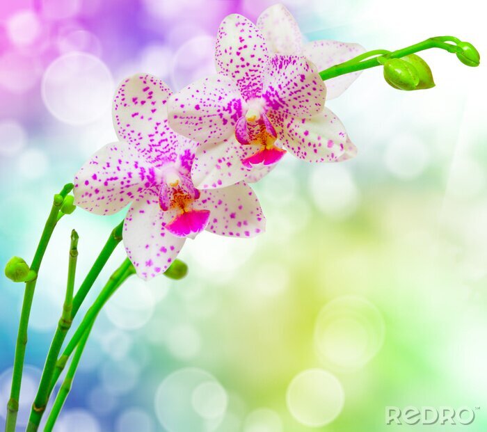 Fototapete Weiße Orchidee auf regenbogenfarbenem Hintergrund