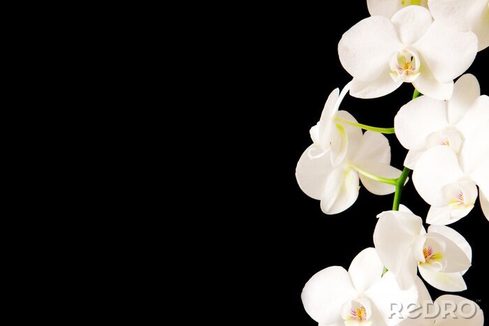 Fototapete Weiße Orchidee auf schwarzem Hintergrund