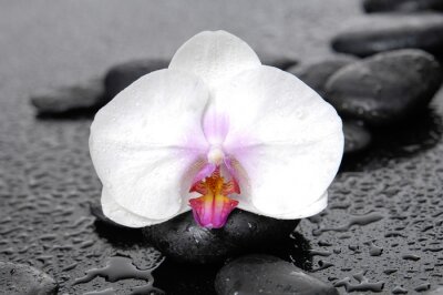 Fototapete Weiße Orchidee auf Steinen