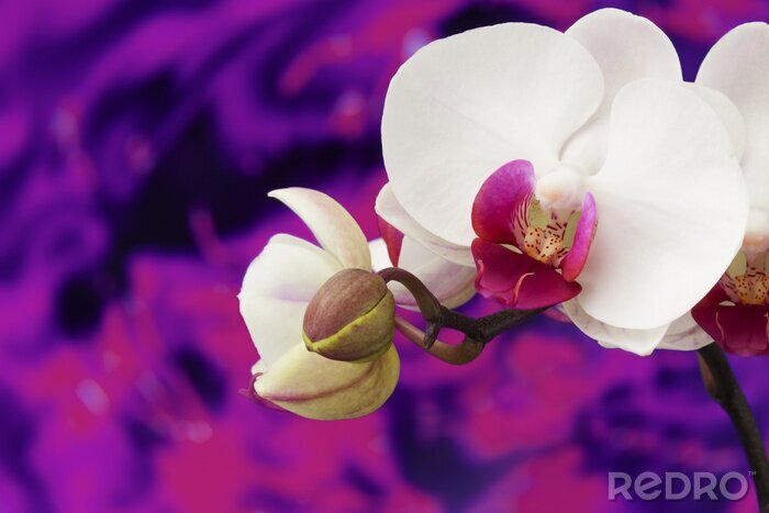 Fototapete Weiße Orchidee auf violettem Hintergrund