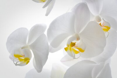 Fototapete Weiße Orchidee in Makro-Version