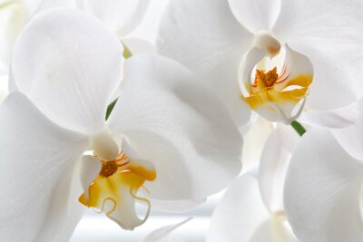 Fototapete Weiße Orchidee in Nahaufnahme