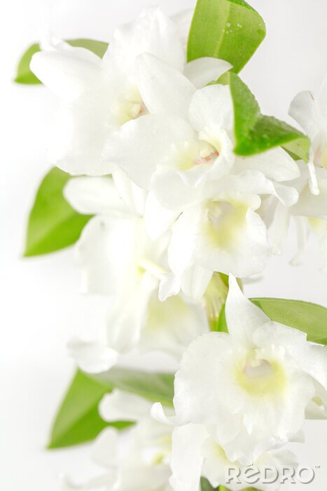 Fototapete Weiße Orchidee mit grünen Blättern