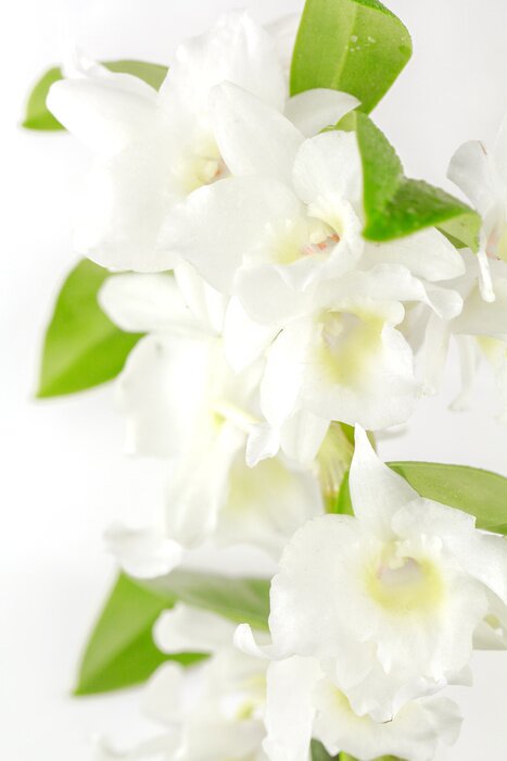 Fototapete Weiße Orchidee mit grünen Blättern