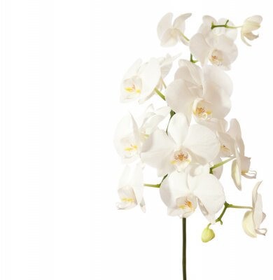 Fototapete Weiße Orchidee mit Knospen