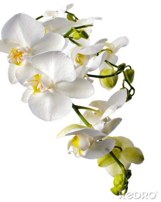 Fototapete Weiße Orchidee und grüne Knospen