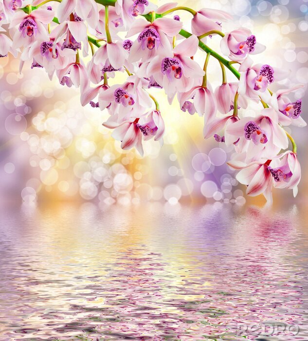 Fototapete Weiße Orchideen am Wasser