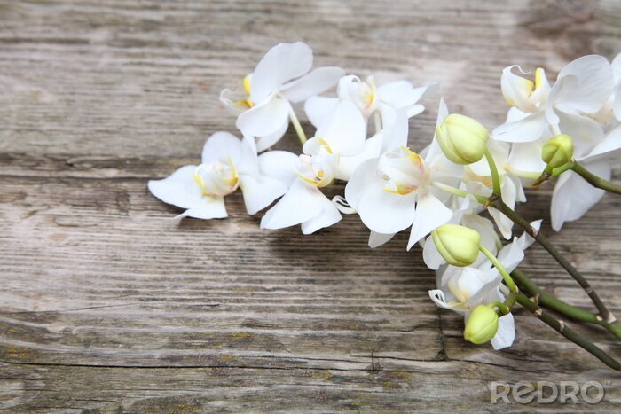 Fototapete Weiße Orchideen auf Brettern