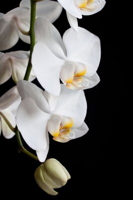 Fototapete Weiße Orchideen auf schwarzem Hintergrund