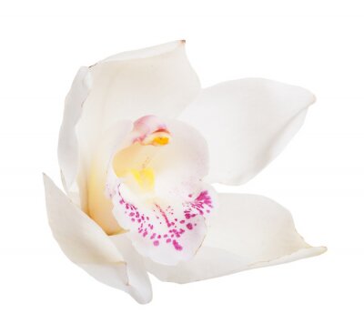 Fototapete Weiße Orchideenblüten in Makro-Version