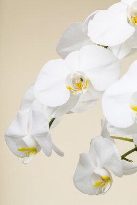 Fototapete Weiße Orchideenbündel