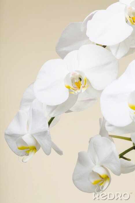 Fototapete Weiße Orchideenbündel