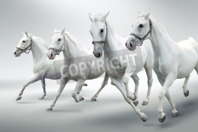 Fototapete Weiße pferde auf grauem hintergrund