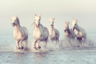 Fototapete Weiße Pferde galoppieren auf dem Meer