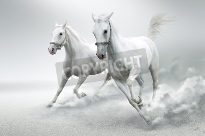 Fototapete Weiße pferde im staub
