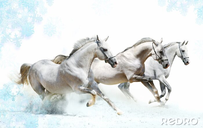 Fototapete Weiße pferde und blaue schneeflocken
