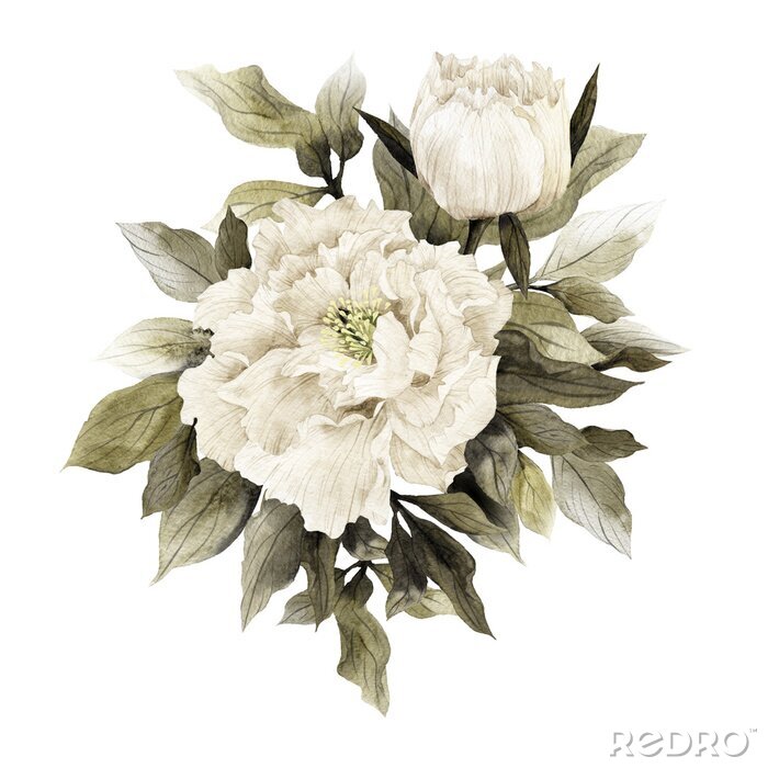 Fototapete Weiße Pfingstrosen mit Wassertechnik gemalt