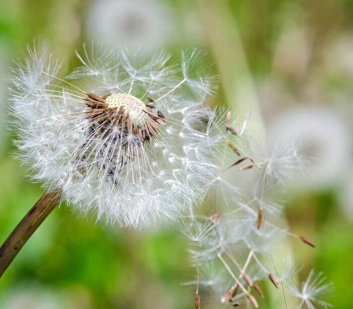 Fototapete Weiße Pusteblume im Wind