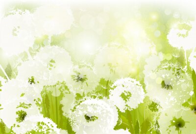 Fototapete Weiße Pusteblumen auf grünem Gras