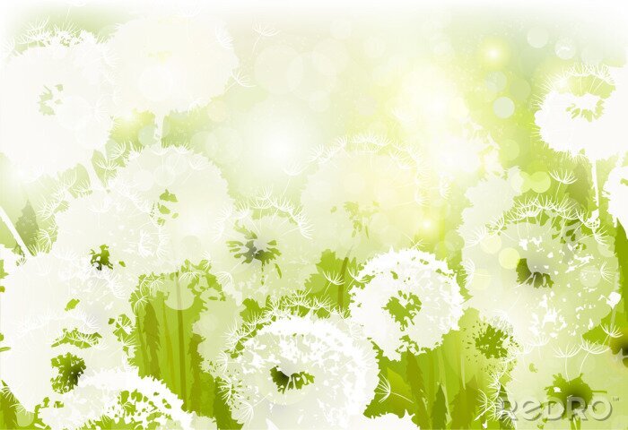 Fototapete Weiße Pusteblumen auf grünem Gras