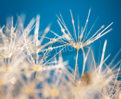 Fototapete Weiße Pusteblumensamen im Hintergrund