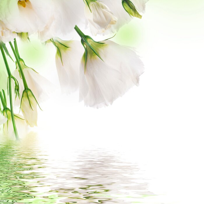 Fototapete Weiße Röschen am Wasser