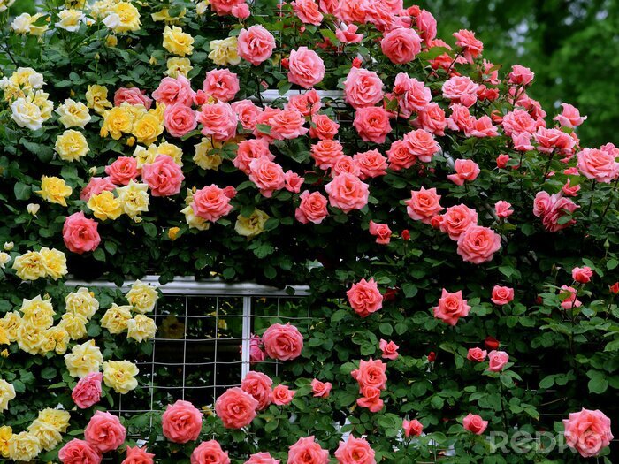 Fototapete Weiße rosa und gelbe Gartenrosen