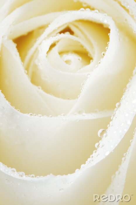 Fototapete Weiße Rose in Wassertropfen