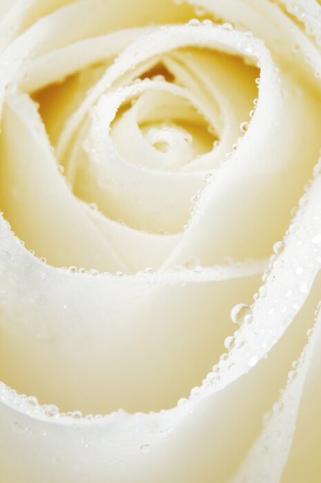 Fototapete Weiße Rose in Wassertropfen