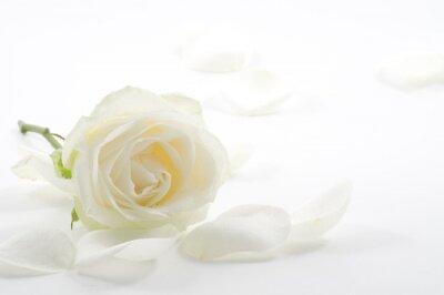 Fototapete Weiße Rose und Blütenblätter