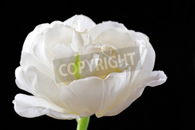 Fototapete Weiße Tulpe auf schwarzem Hintergrund