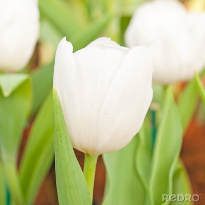 Fototapete Weiße Tulpe aus nächster Nähe