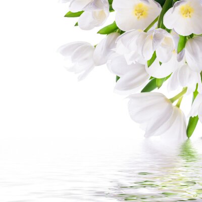 Weiße Tulpen am Wasser