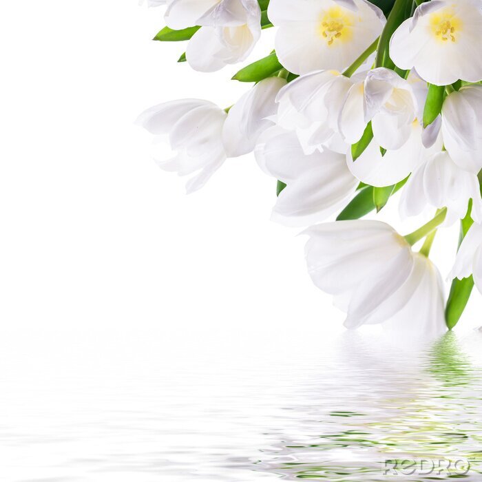 Fototapete Weiße Tulpen am Wasser
