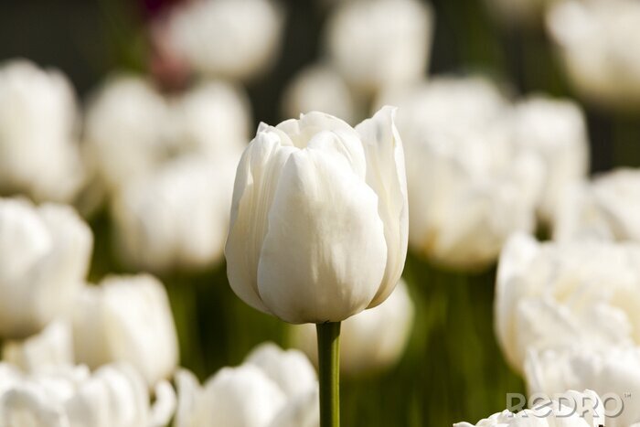 Fototapete Weiße Tulpen aus dem Garten