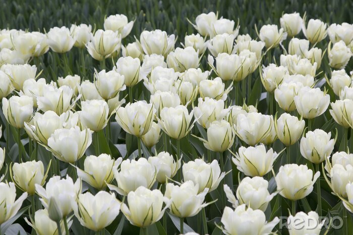Fototapete Weiße Tulpen im Park