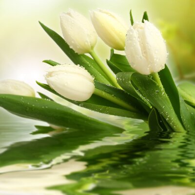 Weiße Tulpen im Wasser