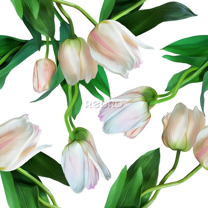 Fototapete Weiße Tulpen mit grünen Blättern auf weißem Hintergrund