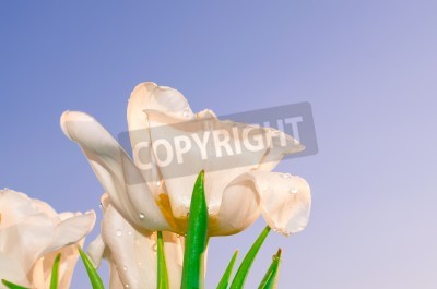Fototapete Weiße Tulpen mit Himmel im Hintergrund