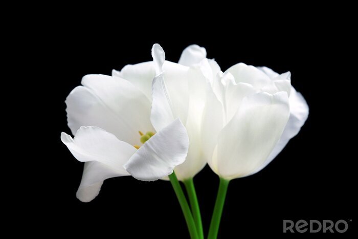 Fototapete Weiße Tulpen und Blätter auf schwarzem Hintergrund