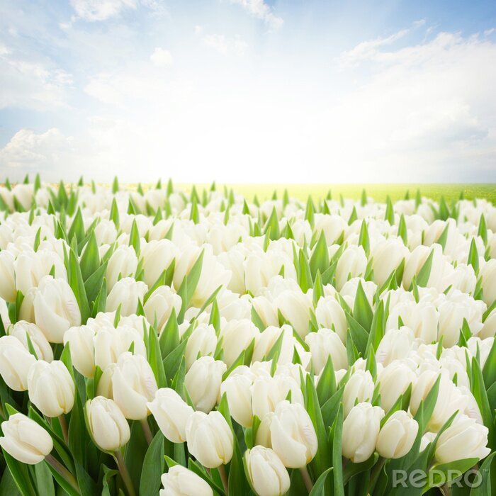 Fototapete Weiße Tulpen und der Himmel