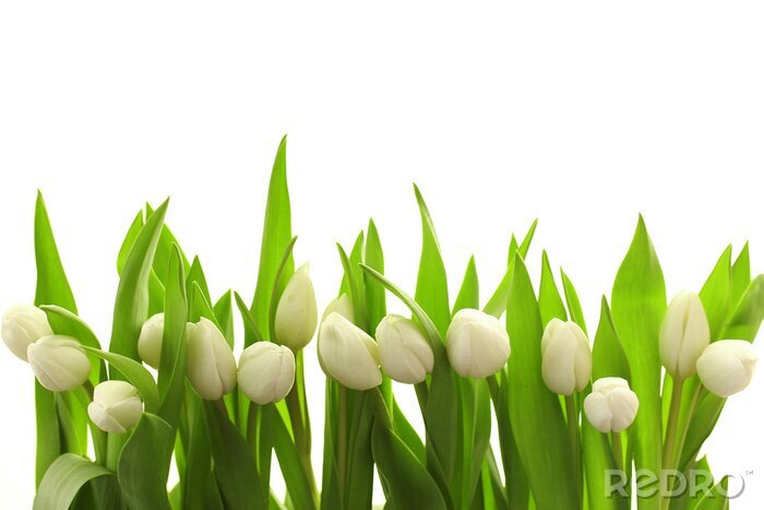 Fototapete Weiße Tulpen und grüne Blätter
