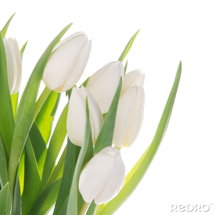 Fototapete Weiße Tulpenblätter