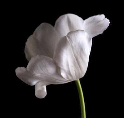Weiße Tulpenblütenblätter auf einem schwarzen Hintergrund