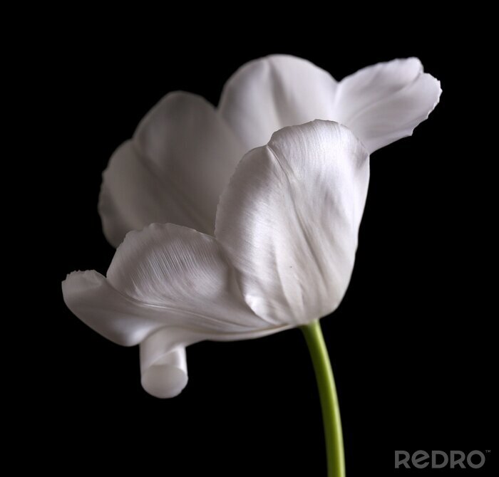Fototapete Weiße Tulpenblütenblätter auf einem schwarzen Hintergrund