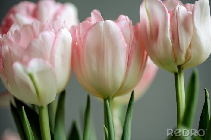 Fototapete Weiße und rosa Blumen