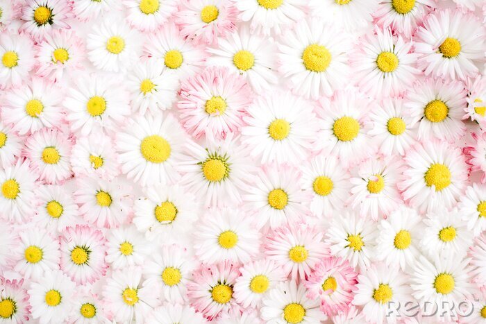 Fototapete Weiße und rosa Gänseblümchen