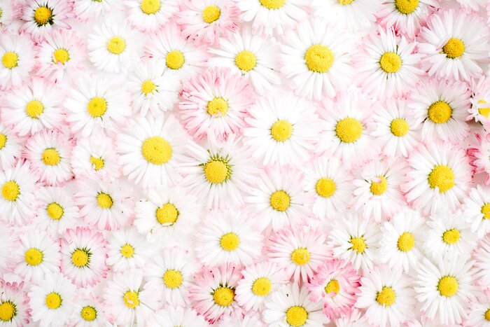 Fototapete Weiße und rosa Gänseblümchen
